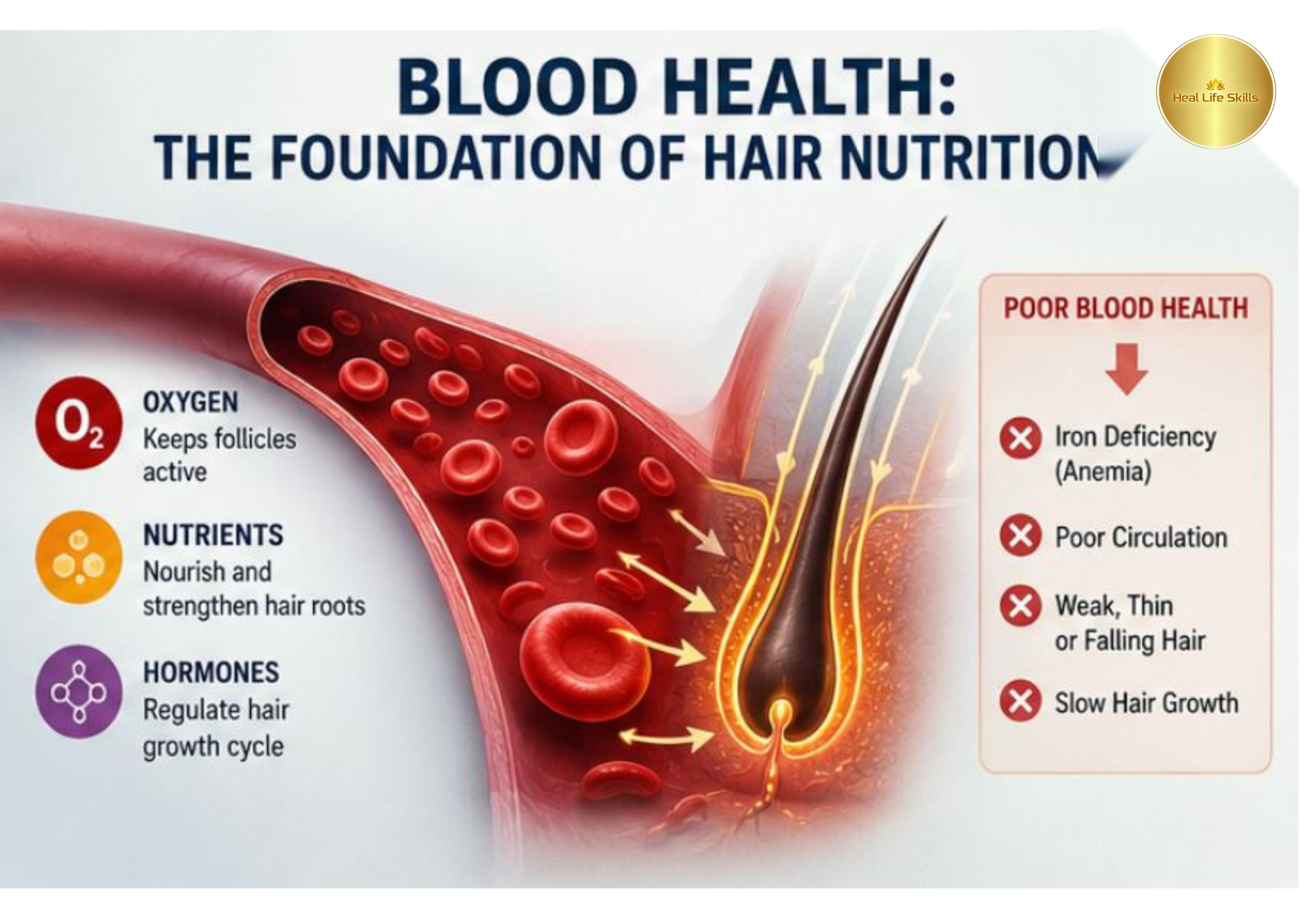 Blood health the foundation of hair nutrition