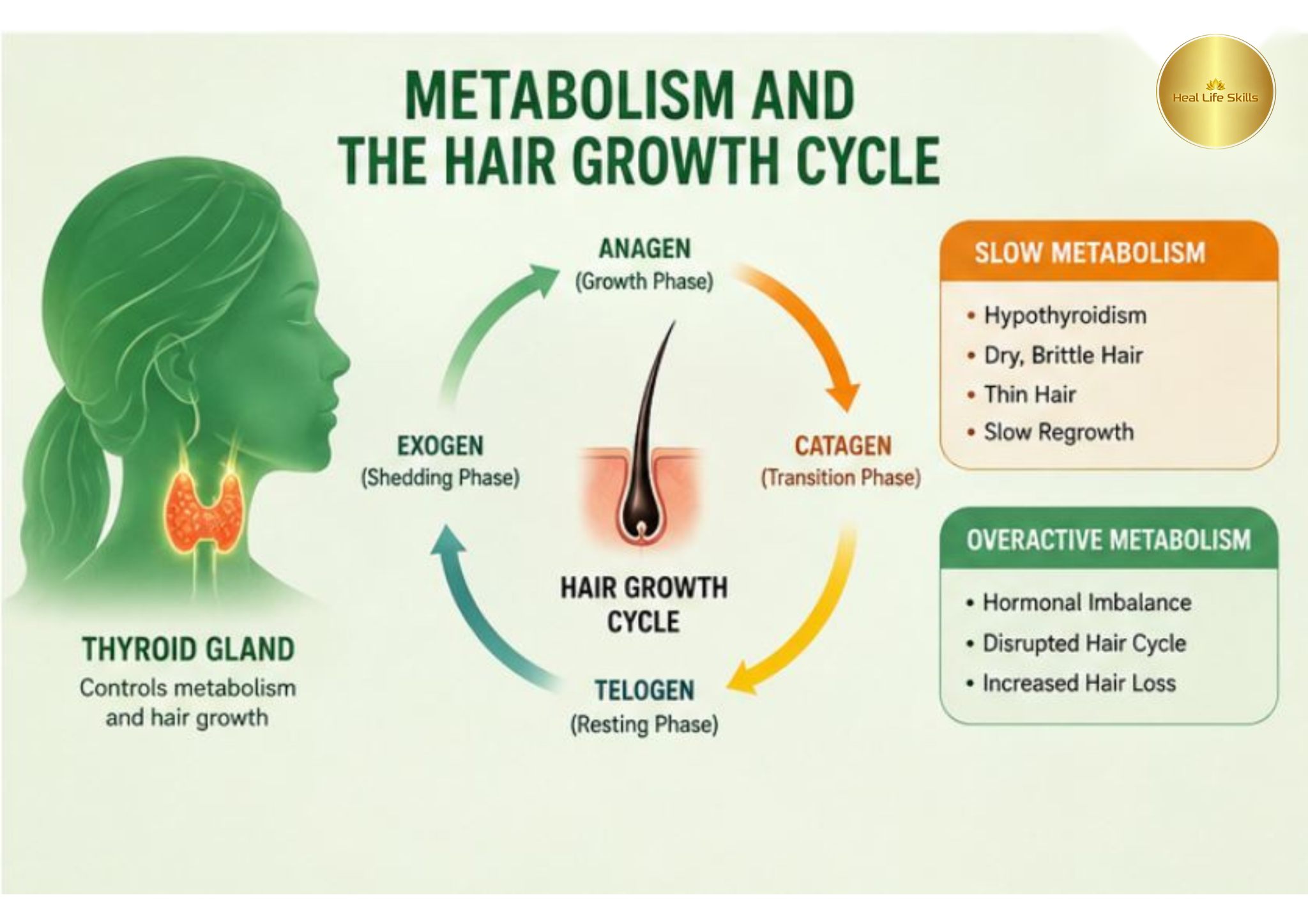 Metabolism and hair growth cycle